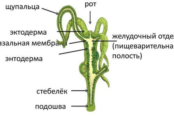 Как попасть на кракен с айфона